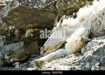 Una bambinaia capre di montagna in appoggio lungo la Highline Trail nel Parco Nazionale di Glacier Foto Stock