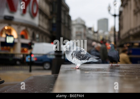 Piccione in Londra Foto Stock