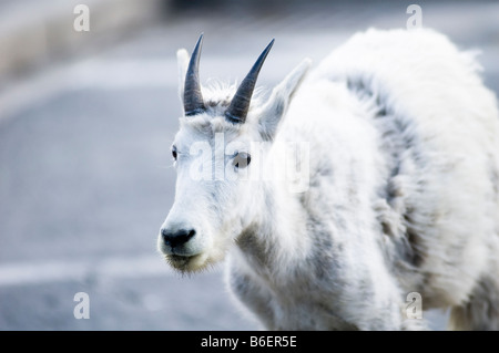 Una bambinaia capre di montagna vicino a Logan pass nel Glacier National Park Foto Stock