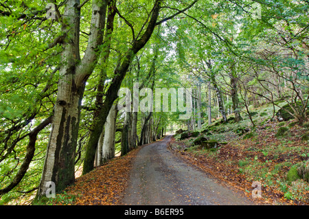 Alberata via lungo il tragitto a piedi per il Burg e albero fossile, Isle of Mull, Scozia presa all'inizio dell'autunno Foto Stock