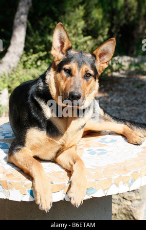 Pastore tedesco Foto Stock