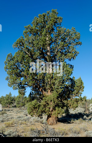 1000 anno vecchio Western o Sierra ginepro (Juniperus occidentalis var. occidentalis), antico sentiero di ginepro, Badlands deserto Foto Stock