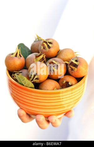 Nespola Mespilus germanica Foto Stock