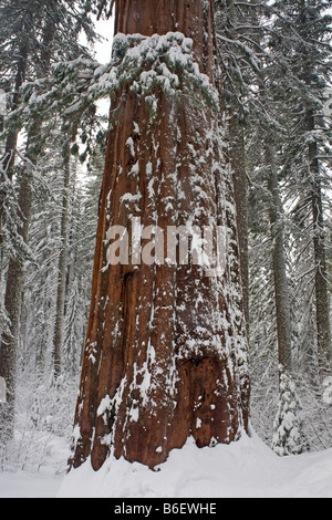 CALIFORINA - coperta di neve Sequoia gigante albero in Tuolumne Grove vicino a gru Appartamenti nel Parco Nazionale di Yosemite. Foto Stock