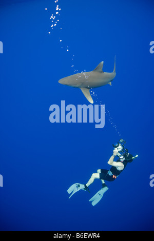 Stati Uniti Hawaii Big Island vista subacquea del fotografo nuotando vicino Oceanic White Tip Shark Carcharhinus longimanus Foto Stock