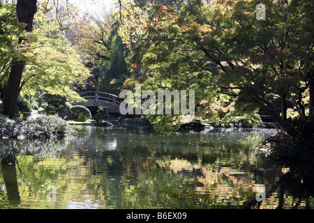 Bloodroot giapponese di foglie di albero appoggiata su un laghetto con ponte di arco in sottofondo durante la caduta stagione al Forth Worth Foto Stock