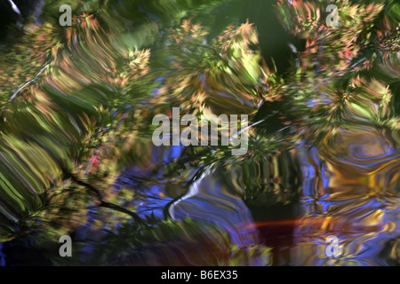 La riflessione di giapponese Bloodroot foglie e cielo su uno stagno di acqua in superficie durante la caduta stagione al Forth Worth Foto Stock