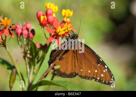 Regina Butterfly, Danaus gilippus, in Everglades National Park Florida Foto Stock
