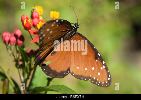Regina Butterfly, Danaus gilippus, in Everglades National Park Florida Foto Stock