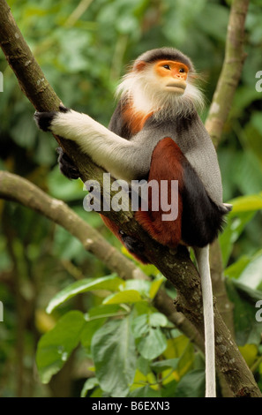 Rosso-SHANKED DOUC scimmia o Douc Langur Pygathrix nemaeus nemaeus Foto Stock