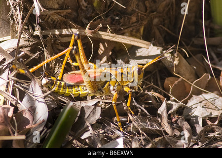 A sud est della gomma Grasshopper, Romalea microptera, in Everglades National Park Florida Foto Stock