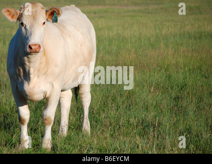 Charolais cow in piedi in un pascolo Foto Stock