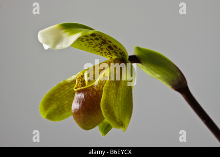 Orchid del Paphiopedilum sp genere noto anche come lady pantofola Foto Stock