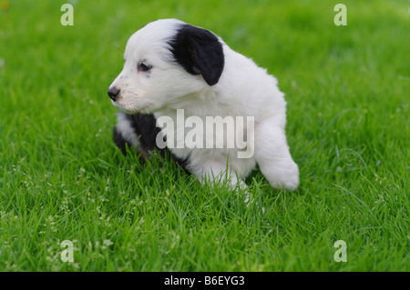 Adorabili cuccioli in Prato Foto Stock