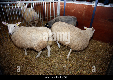 Pecore giudicare presso il Royal Canadian agricola fiera invernale, Toronto, Canada Foto Stock