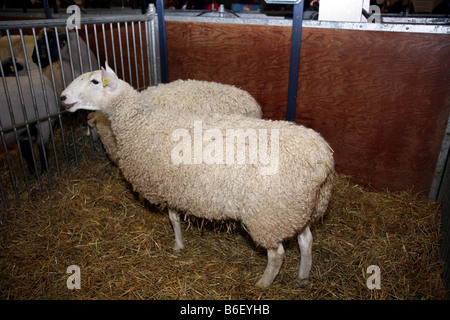 Pecore giudicare presso il Royal Canadian agricola fiera invernale, Toronto, Canada Foto Stock