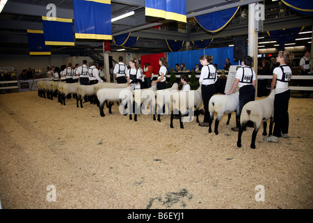 Pecore giudicare presso il Royal Canadian agricola fiera invernale, Toronto, Canada Foto Stock