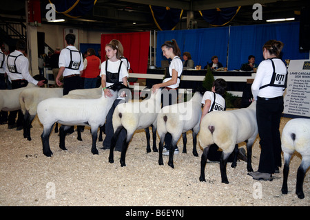 Pecore giudicare presso il Royal Canadian agricola fiera invernale, Toronto, Canada Foto Stock