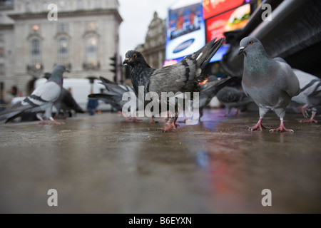 Piccione in Londra Foto Stock