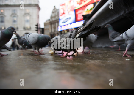 Piccione in Londra Foto Stock