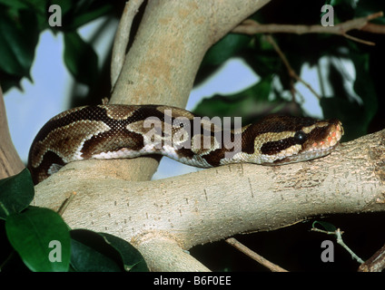Sfera di python, royal python (Python regius), su un ramo, Africa Foto Stock