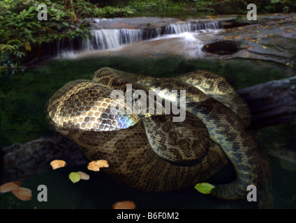 Anaconda, acqua boa (Eunectes murinus), immerso Foto Stock