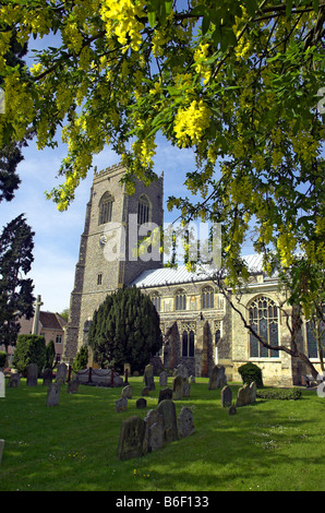 Il maggiociondolo crescente nel sagrato della chiesa Framlingham Foto Stock