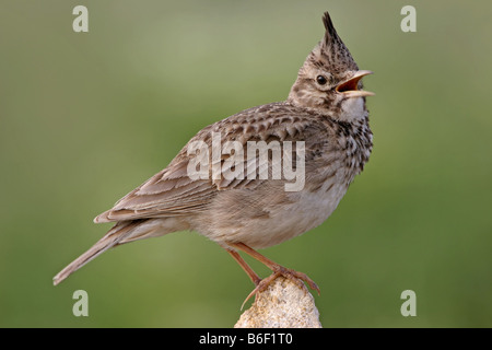 Crested lark (Galerida cristata), canta , Bulgaria Foto Stock