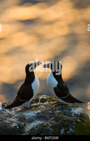 A Razorbills Skoruvikurbjarg in Langanes, Islanda Foto Stock