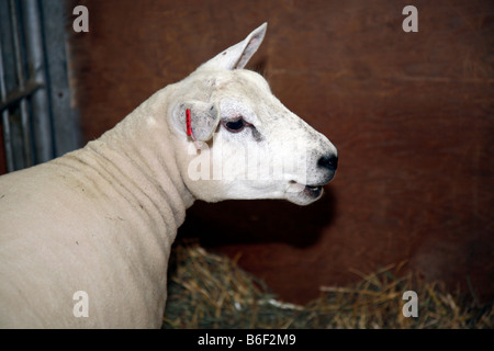 Pecore giudicare presso il Royal Canadian agricola fiera invernale, Toronto, Canada Foto Stock