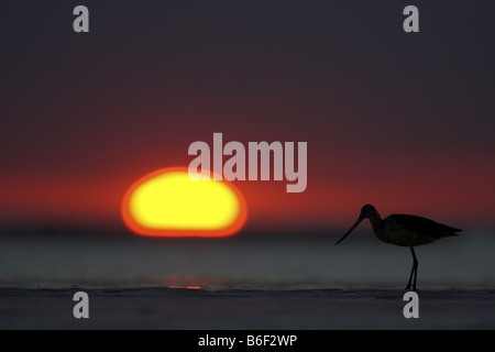 In marmo (godwit Limosa fedoa), stalking sui mangimi, STATI UNITI D'AMERICA, Florida Foto Stock