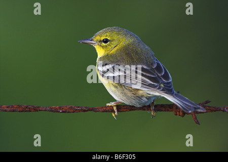 Trillo di pino (pinus Dendroica), seduta sul filo spinato, STATI UNITI D'AMERICA, Florida Foto Stock