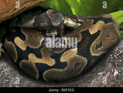 Sfera di python, royal python (Python regius), arrotolato, Africa Foto Stock