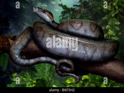 Acqua marrone python, bianco-python a labbro (Liasis fuscus, Morelia fusca, Liasis mackloti), giovane animale, Australia Foto Stock