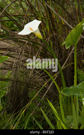 Calla Lily, gigante white arum lily, Zantedeschia aethiopica Foto Stock