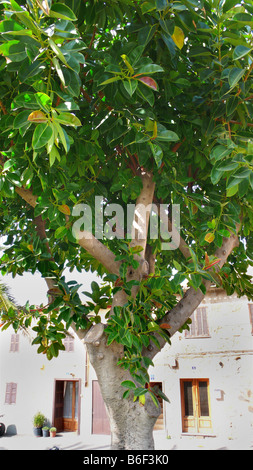 Indiano albero di gomma, gomma impianto (Ficus elastica), grande stabilimento in un villaggio, Spagna Maiorca Foto Stock