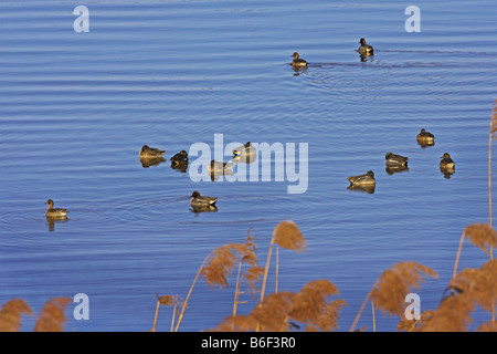 Verde-winged teal (Anas crecca), un gruppo di nuoto su un lago, in Germania, in Renania Palatinato Foto Stock