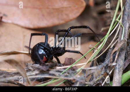 Femmina black widow spider mostra rosso marchio della clessidra sul lato inferiore del suo addome. Foto Stock