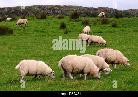 Free range le pecore pascolano liberamente roaming nelle Highlands scozzesi o di campagna irlandese il paesaggio e il paesaggio è mozzafiato Foto Stock