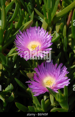 Hottentot Fig in stretta fino Foto Stock