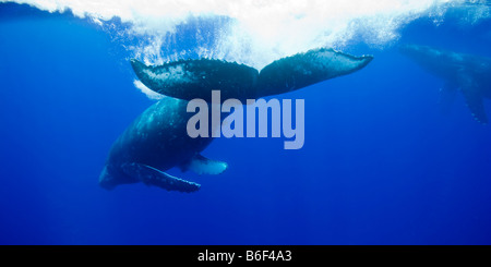 Stati Uniti Hawaii Big Island vista subacquea di Humpback Whale Megaptera novaengliae tail slapping durante il nuoto in Oceano Pacifico Foto Stock