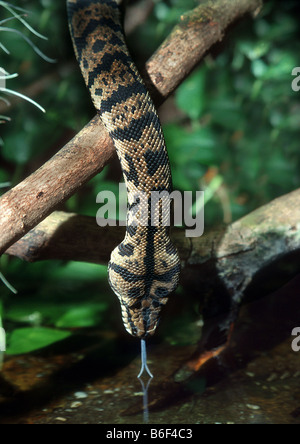 Diamond Python (Morelia argus, Morelia spilota spilota), python bevande Foto Stock
