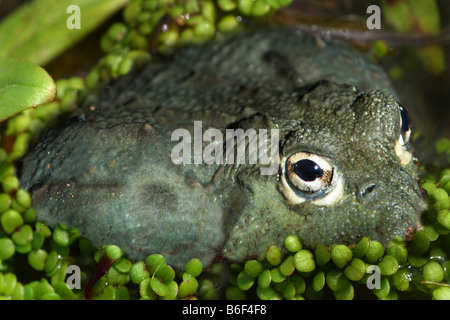 Tschudi africana della bullfrog, Gaint rana toro (Pyxicephalus adspersus), contatto visivo Foto Stock
