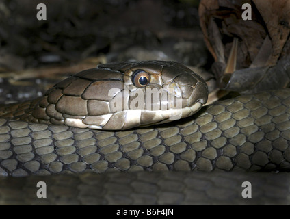 Re cobra, hamadryad (Ophiophagus hannah), ritratto Foto Stock