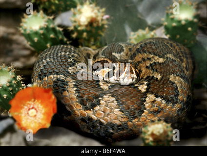 Viper palestinese, Palestina viper (Vipera palaestinae, Daboia palaestinae), tra la fioritura cactus Foto Stock