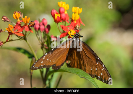 Regina Butterfly, Danaus gilippus, in Everglades National Park Florida Foto Stock