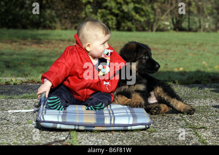 Pastore Tedesco cane (Canis lupus f. familiaris), piccola ragazza con otto settimane di vecchio cucciolo su una terrazza Foto Stock