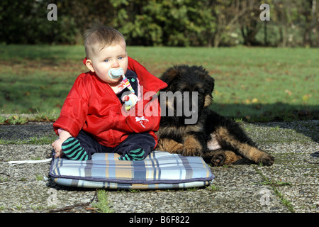 Pastore Tedesco cane (Canis lupus f. familiaris), piccola ragazza con otto settimane di vecchio cucciolo su una terrazza Foto Stock