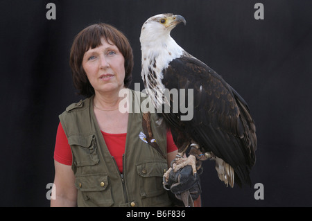 African Fish Eagle (Haliaeetus vocifer), arroccato sulle donne falconer la mano guantata Foto Stock