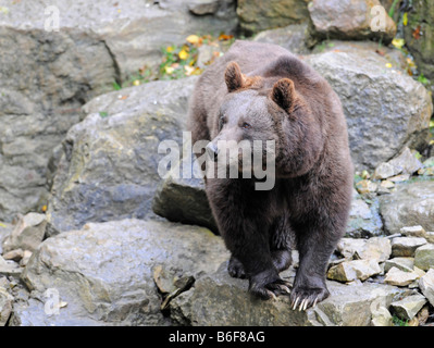 Unione l'orso bruno (Ursus arctos) Foto Stock